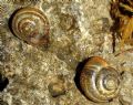 Monacha cemenelea